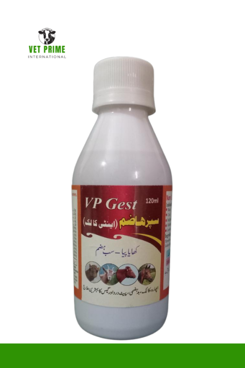 vp gest