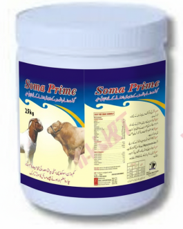 Soma Prime, livestock weight gain supplement, beef cattle feed, show animal nutrition, muscle growth supplement, cattle feed booster, veterinary livestock supplement, Vet Prime International, goat weight gain formula, animal growth booster