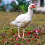 Common Poultry Diseases in Pakistan and How to Treat Them