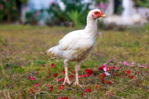 Read more about the article Common Poultry Diseases in Pakistan and How to Treat Them