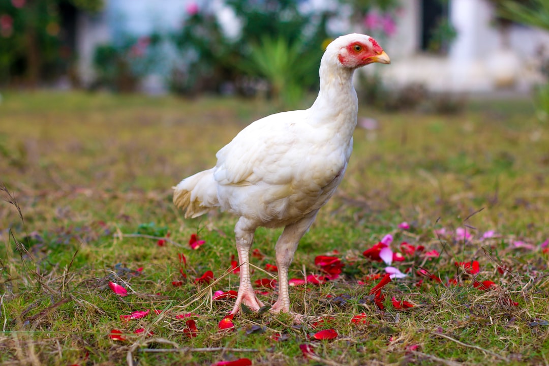 You are currently viewing Common Poultry Diseases in Pakistan and How to Treat Them